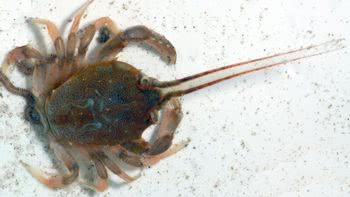 The Masked Crab (Corystes cassivelaunus) 